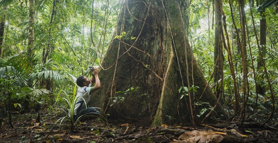 Man crouched down at bottom of tree looking up, surrounded by trees and rainforest
